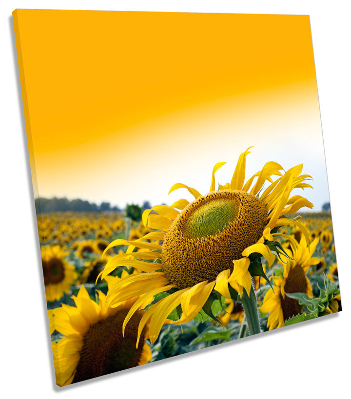 Sunflower Sunset Flower