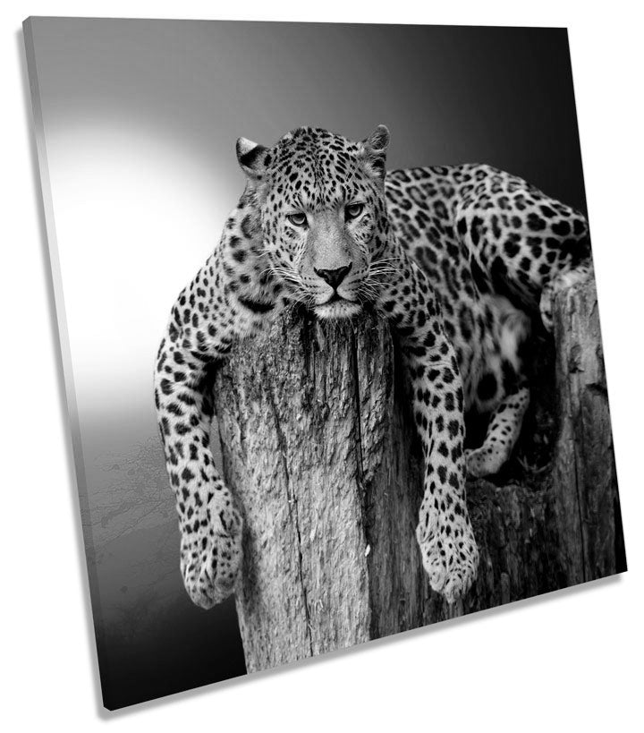 Leopard Sunset B&W