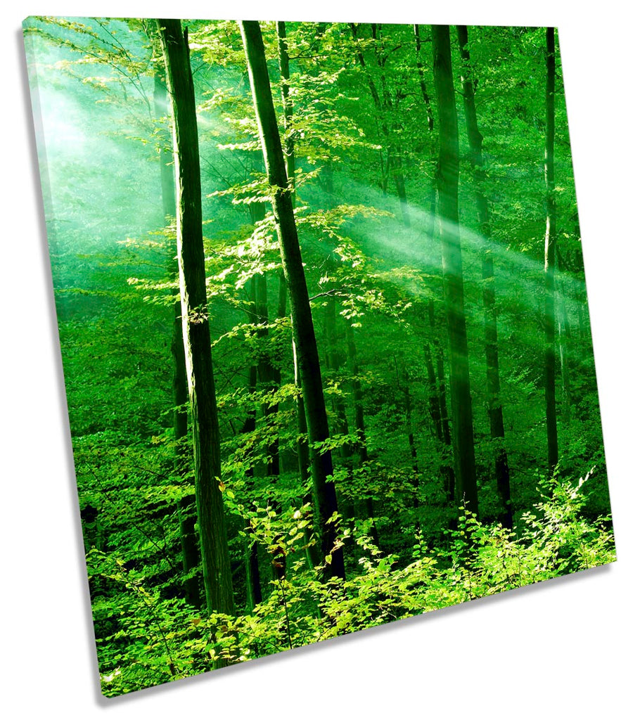 Green Forest Trees Sunlight