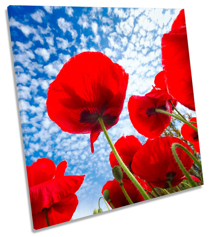 Poppies Floral Sky