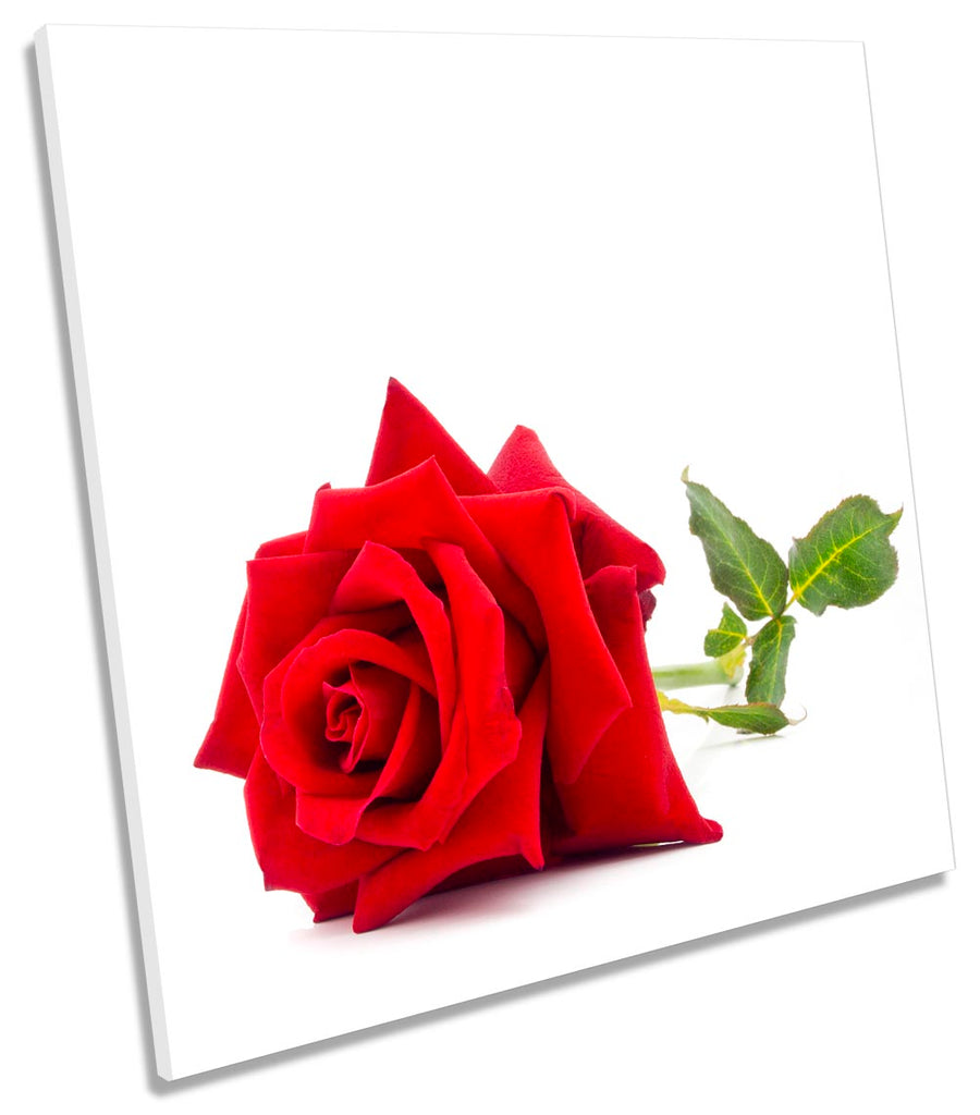 Single Red Rose Flower White