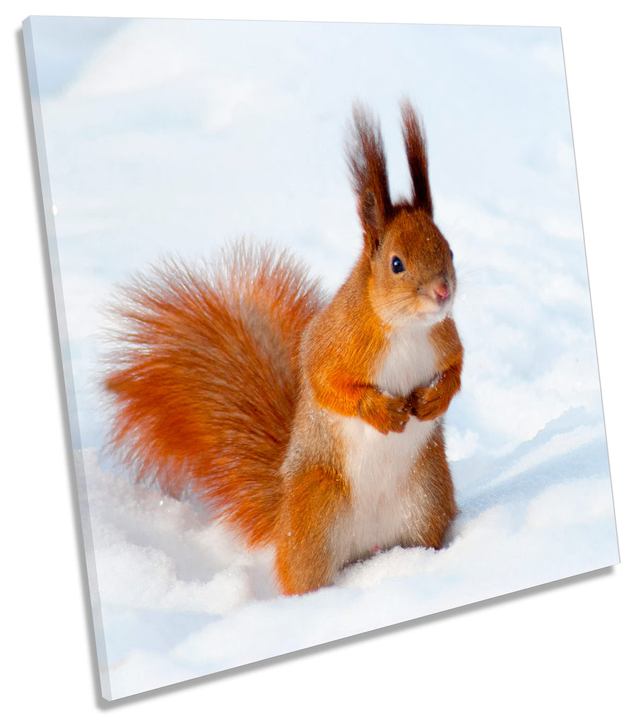 Red Squirrel Snow