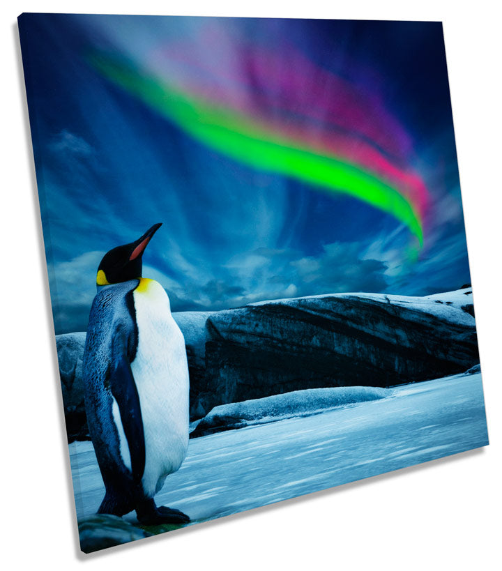 Penguin Northern Lights