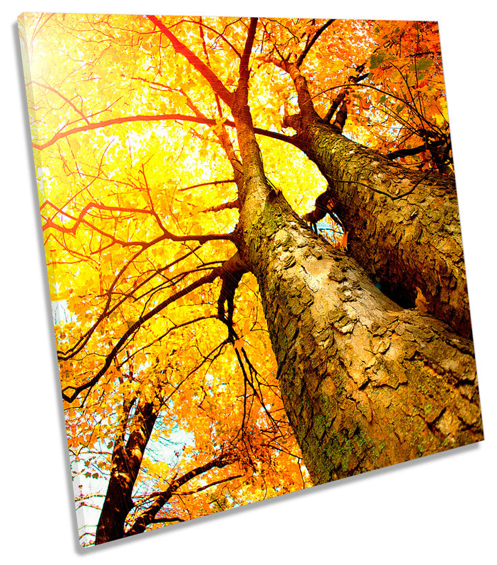 Forest Trees Autumn Sky