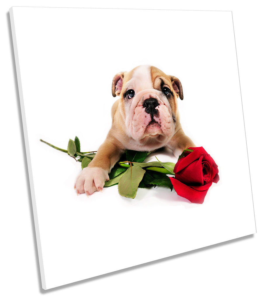 Bulldog Puppy Red Rose Cute