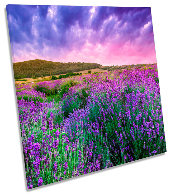 Summer Lavender Field Sunset