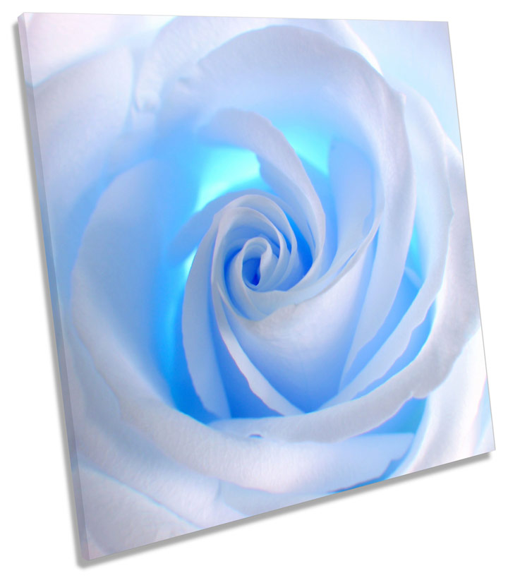 Rose Flower Blue Floral