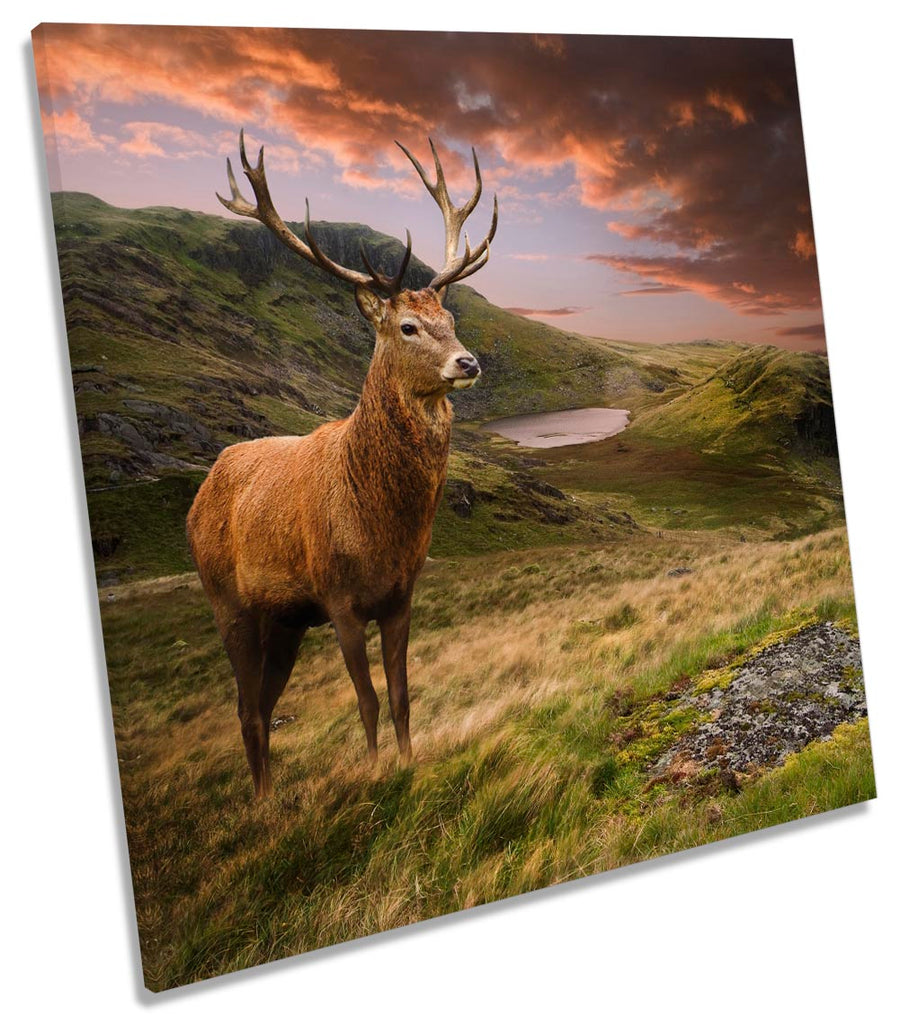 Deer Stag Highlands Sunset