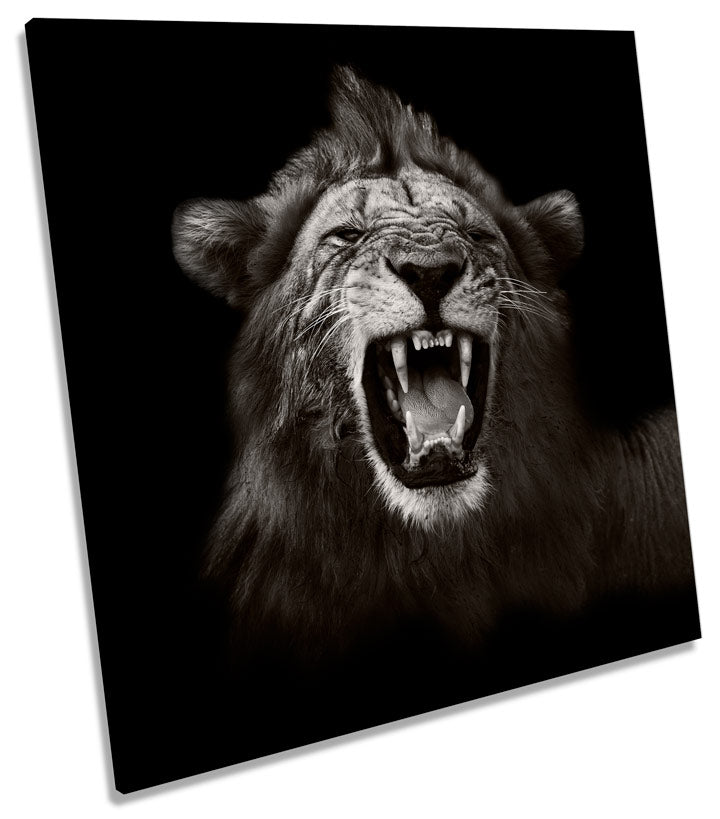 Lion Roar Mono B&W