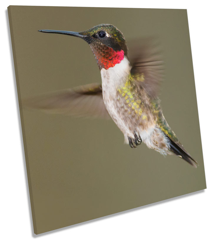 Humming Bird