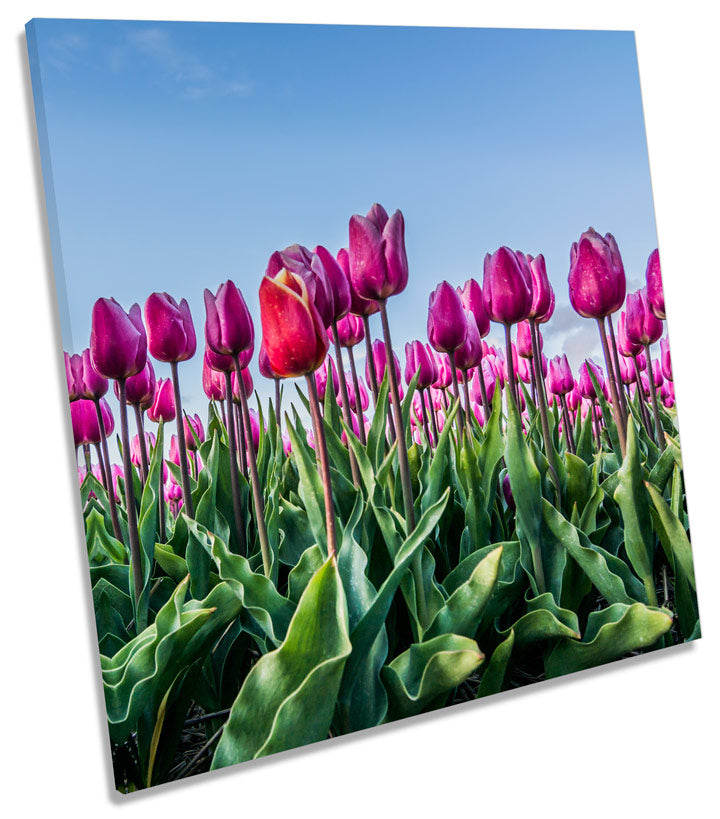 Floral Tulips Landscape Flowers