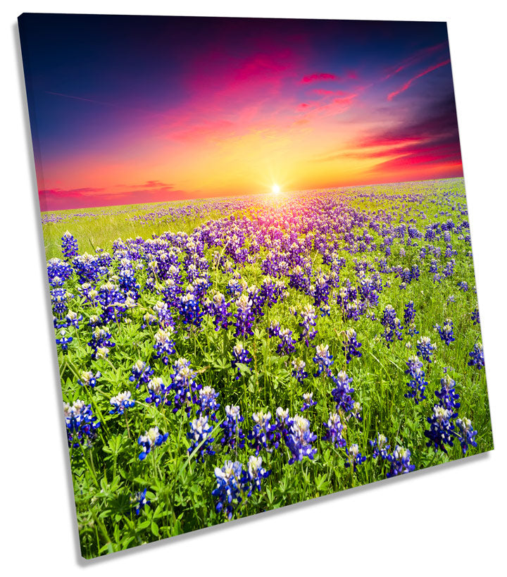 Flowers Landscape Sunset Floral