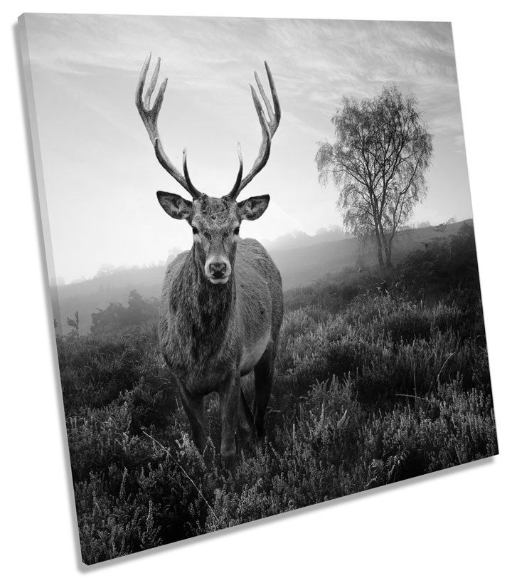 Misty Forest Deer Stag Wildlife B&W