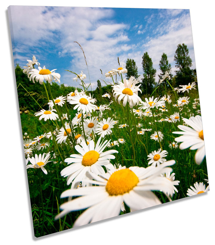 Daisy Flower Field Summer