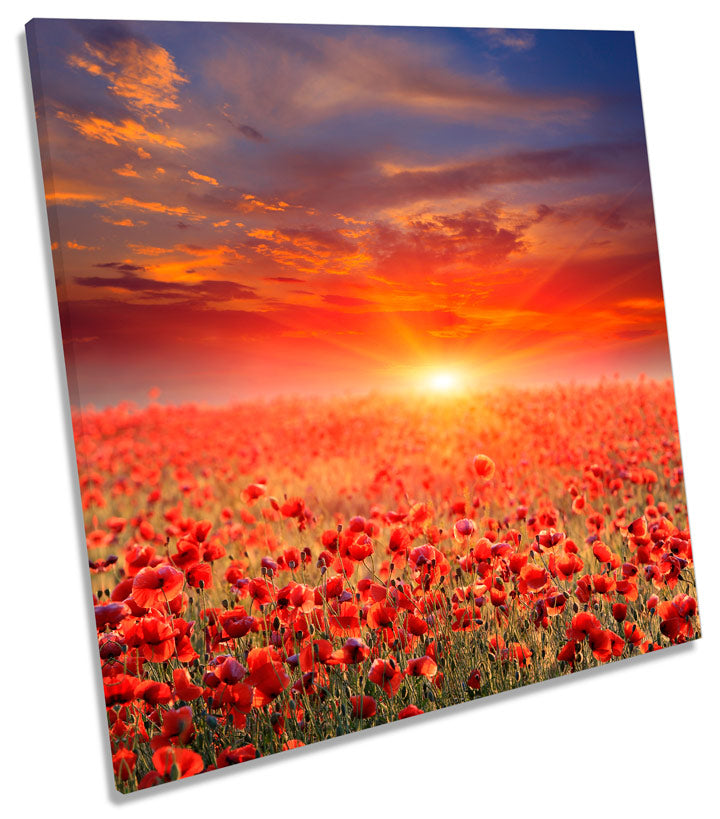 Sunset Poppy Field Landscape