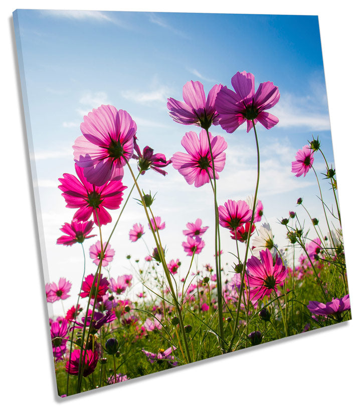 Cosmos Flowers Floral Field