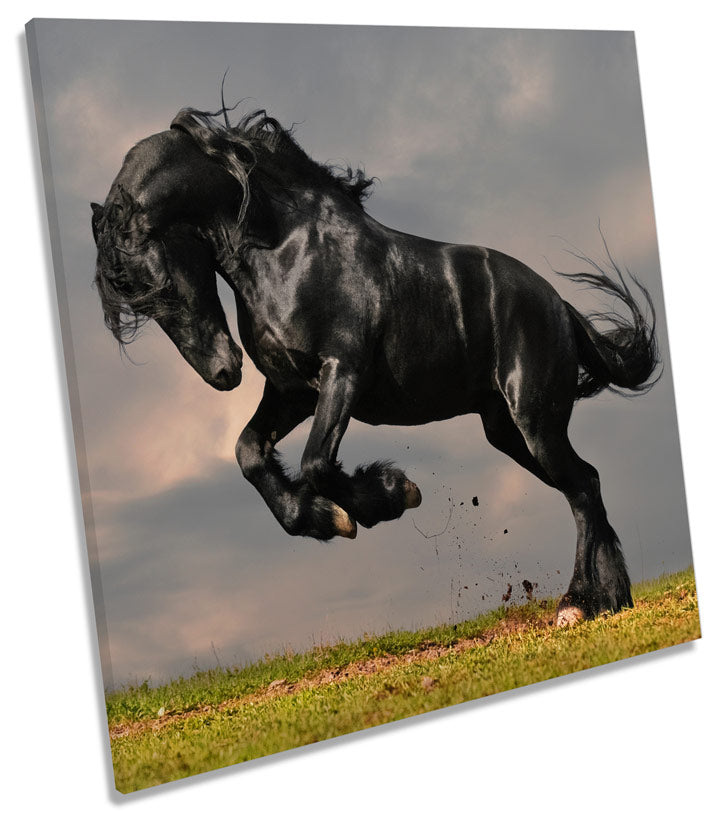 Black Stallion Horse