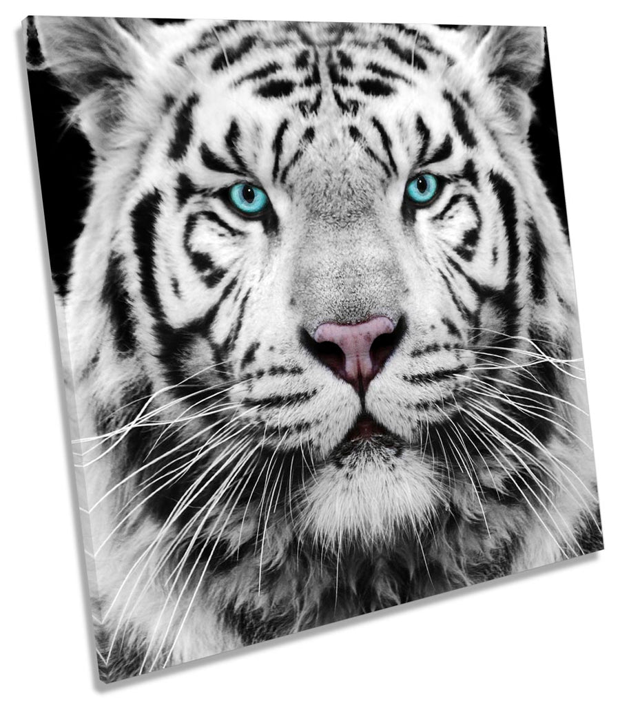 White Tiger Animal