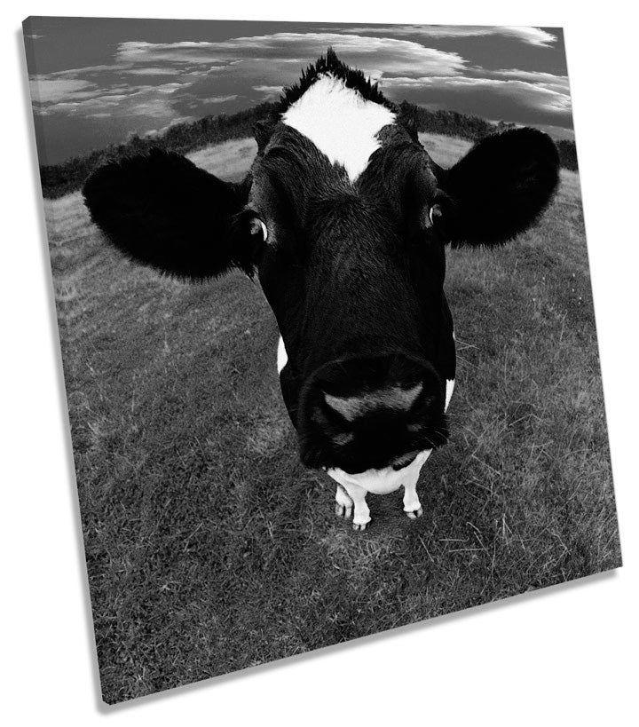 Cow Face Farm Funky B&W