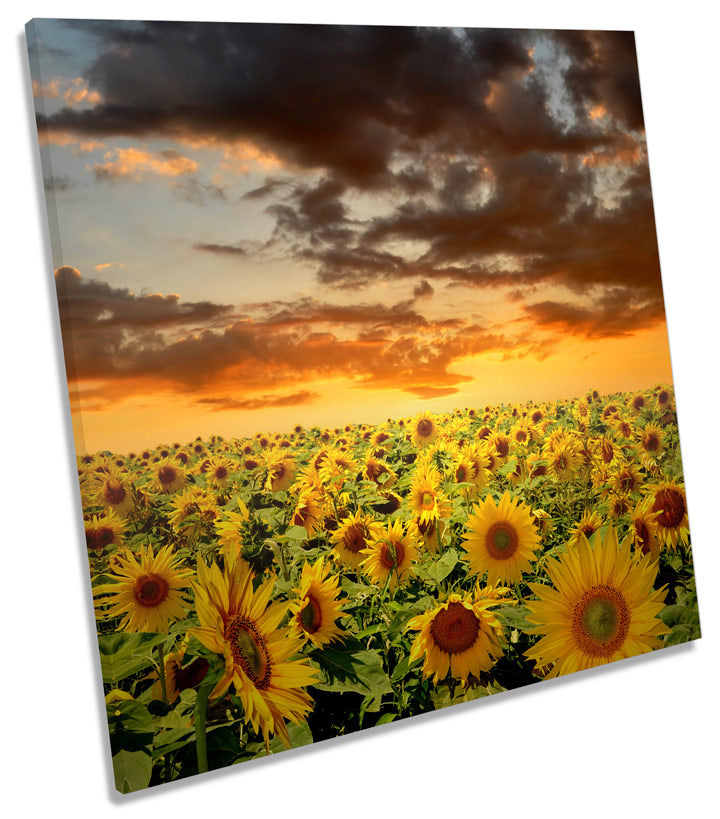 Sunflowers Sunset Floral