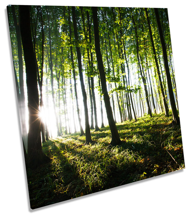 Forest Landscape Trees