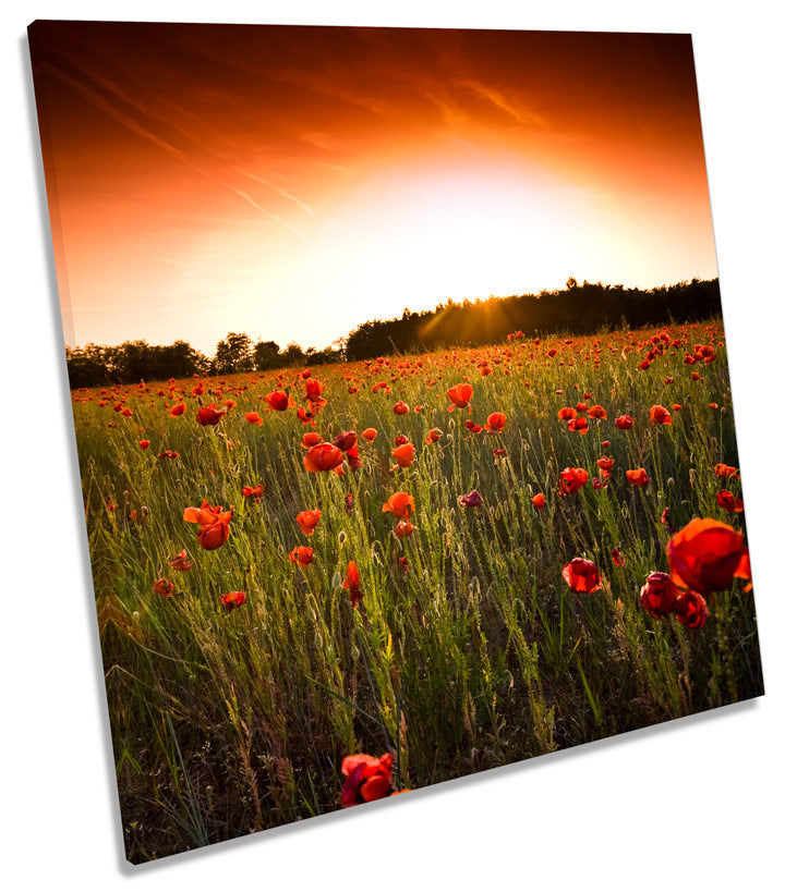 Sunset Floral Poppy Field