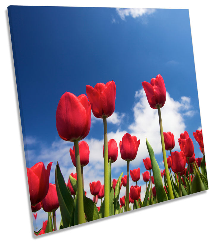 Tulip Flowers Sky Floral