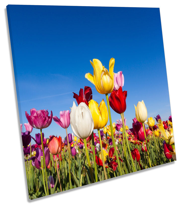 Tulip Floral Flower Field