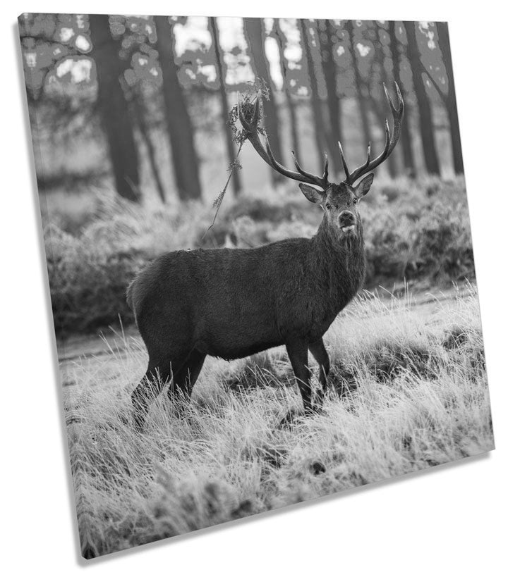 Wild Stag Deer Forest B&W