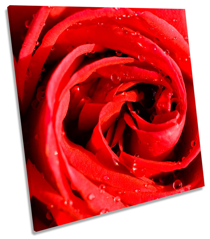 Red Rose Flower Floral