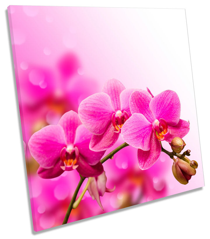 Orchid Flower Floral Blossom