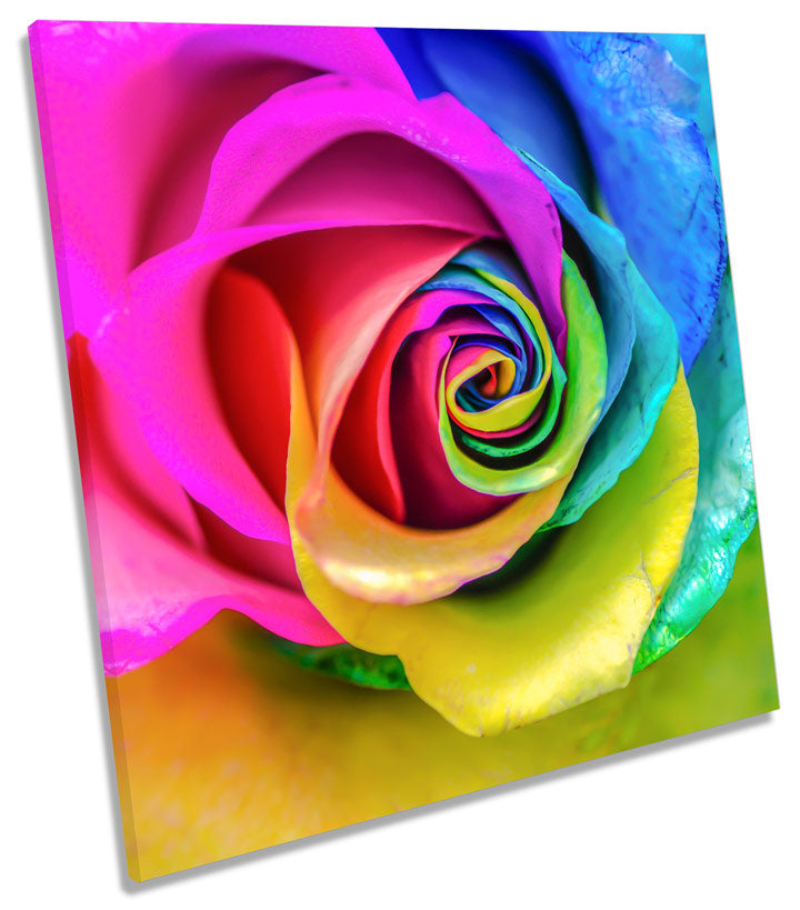 Rainbow Rose Flower Modern