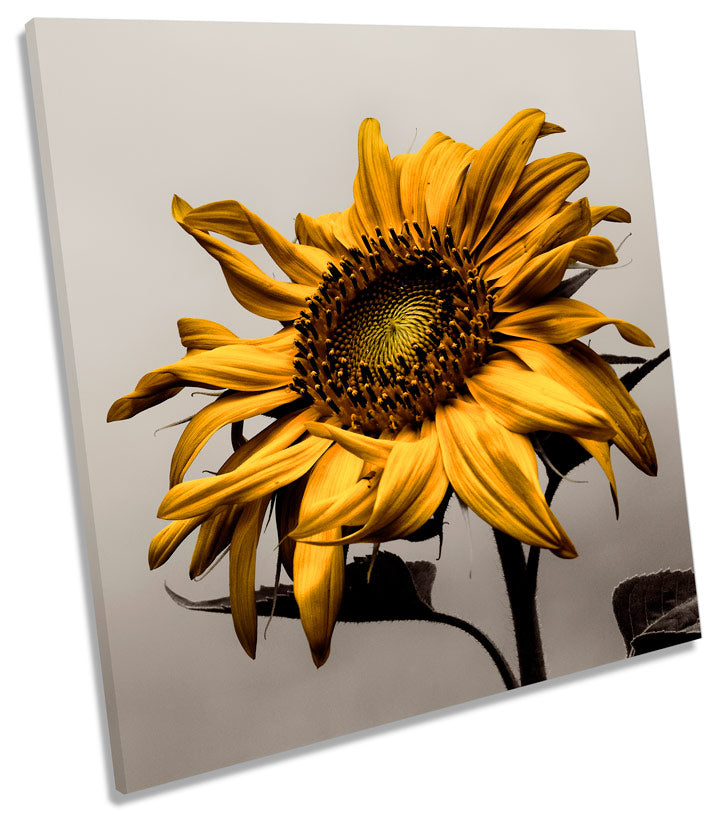 Sunflower Floral Flower