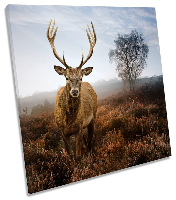 Misty Forest Deer Stag Wildlife