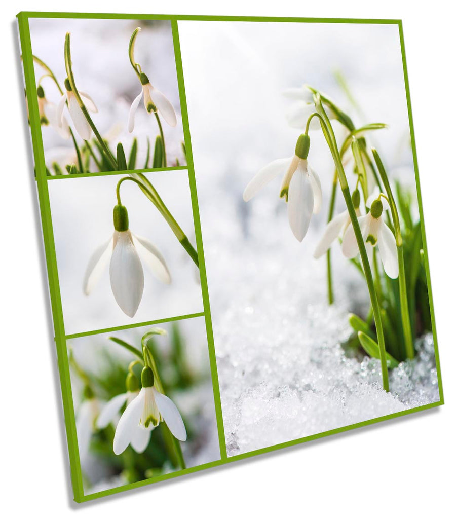 Snowdrops Floral Flowers White