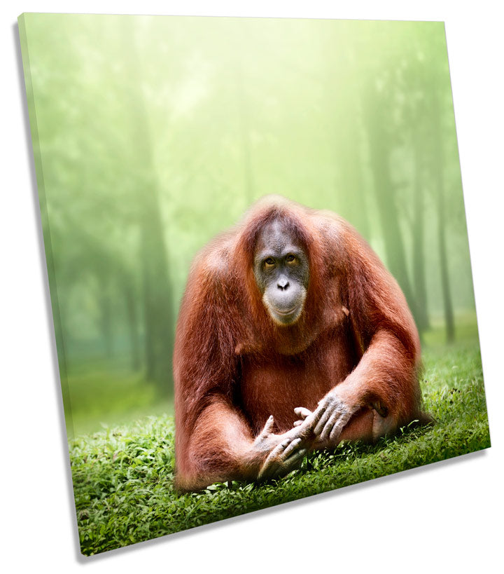 Orangutan Monkey