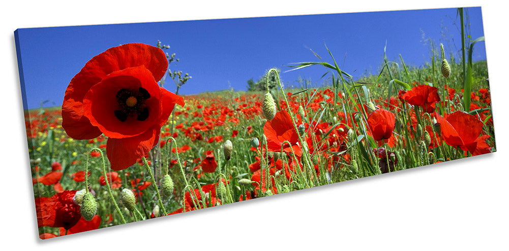 Summer Poppy Flower Field Red