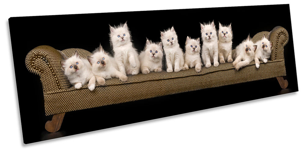 Cute Kitten Cats Sofa