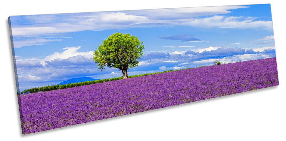 Lavender Purple Landscape