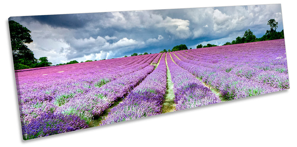 Lavender Field Banstead Surrey Purple