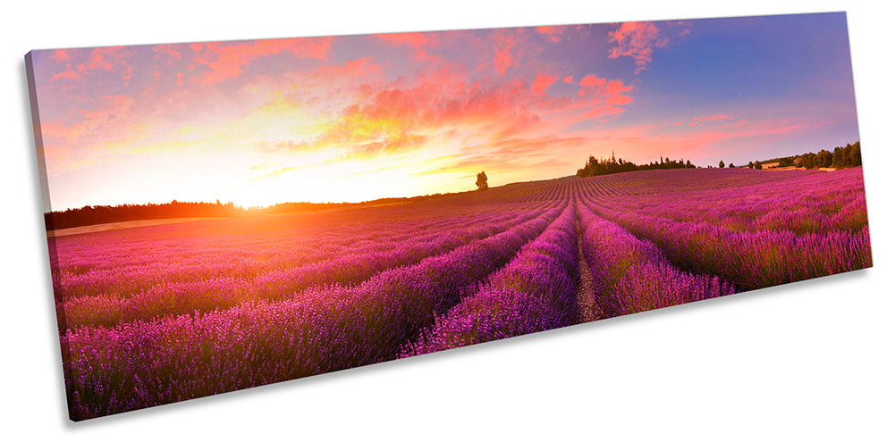 Sunset Purple Lavender Field