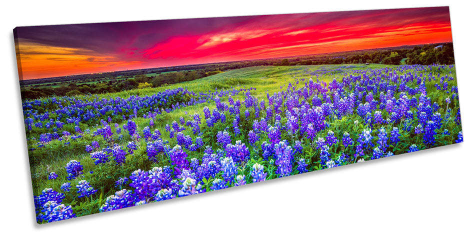 Sunset Landscape Bluebonnet Flowers