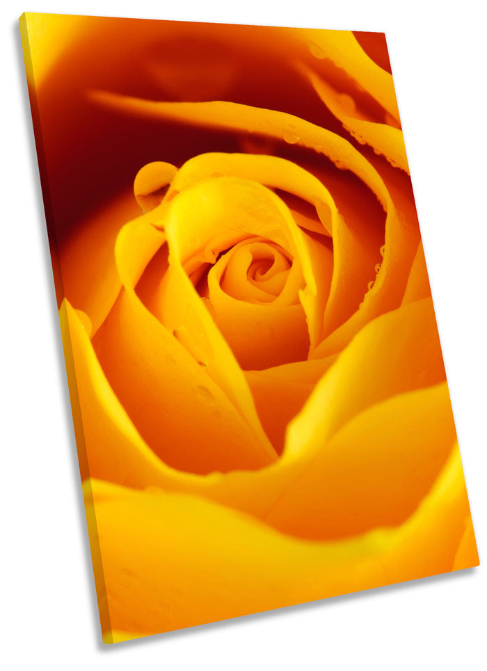 Yellow Rose Floral Flower