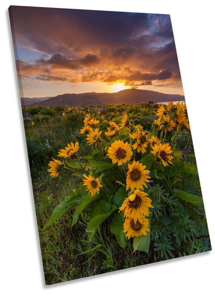 Wild Flowers Sunset Mountain