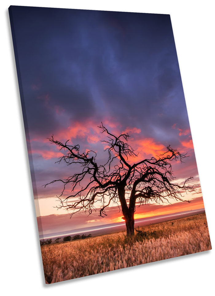 Sunset Landscape Tree