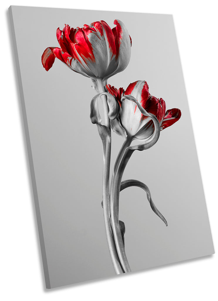 Red Tulip Flowers Grey