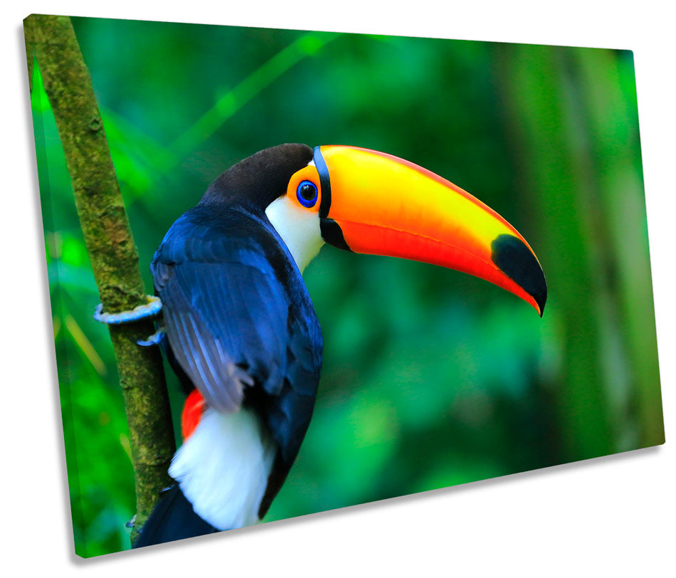 Toco Toucan Bird Rainforest