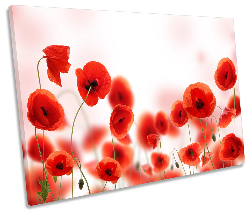 Poppy Flowers Floral Red