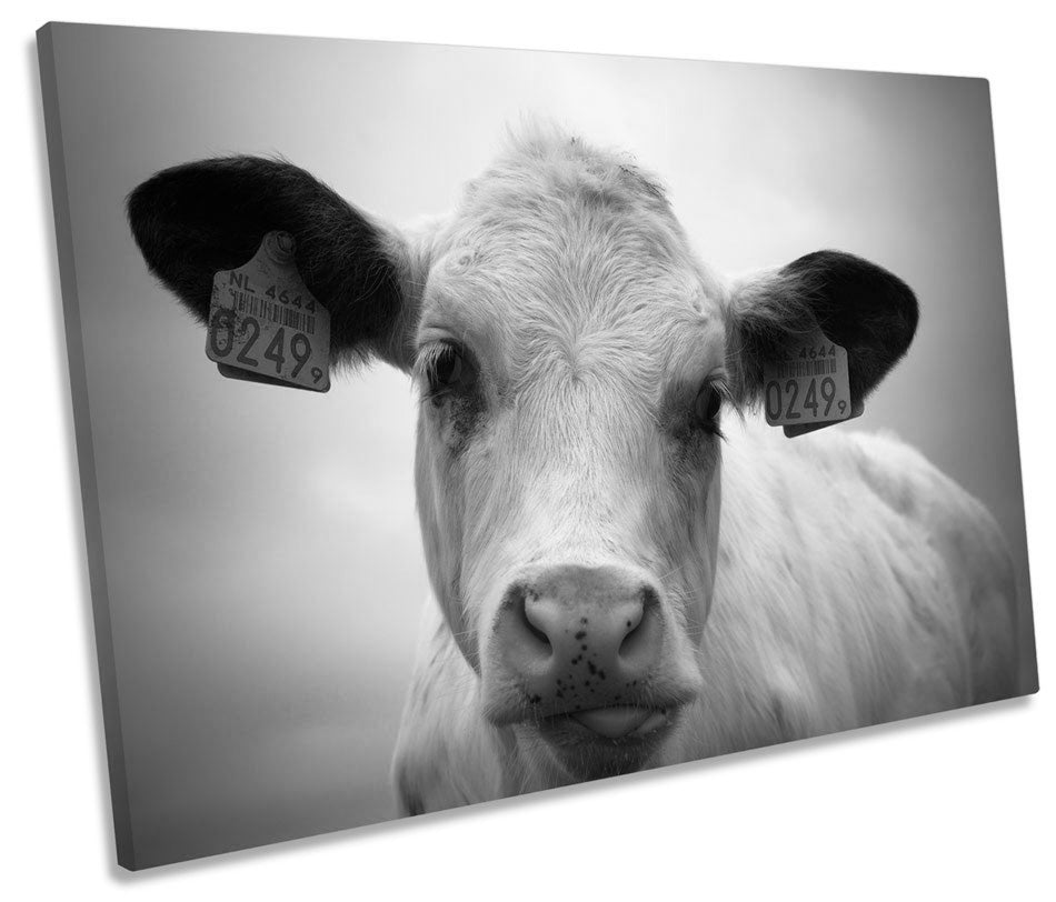 Farm Cow Face B&W