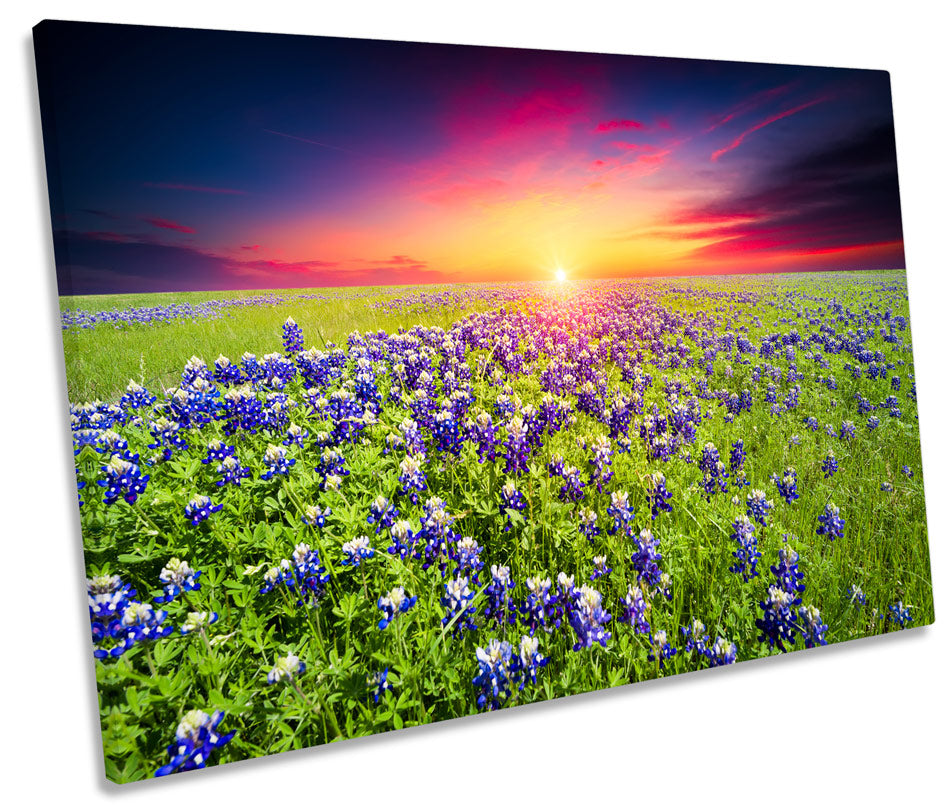 Flowers Landscape Sunset Floral